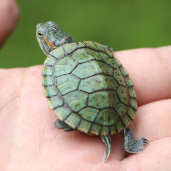 养龟养鱼养心,养龟也养心