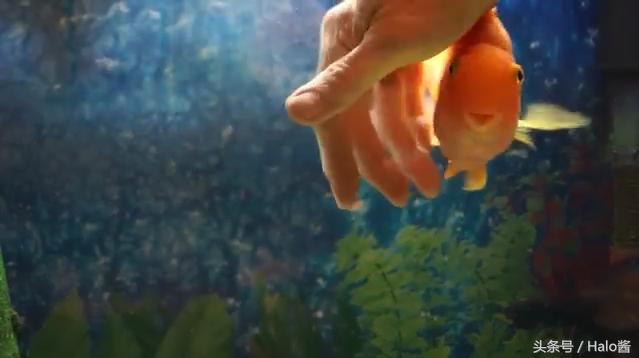 调皮鹦鹉鱼日常,鹦鹉鱼喜欢摸摸头