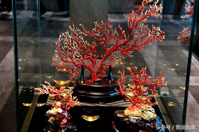 珊瑚珠子50万左右,红珊瑚一百多万的