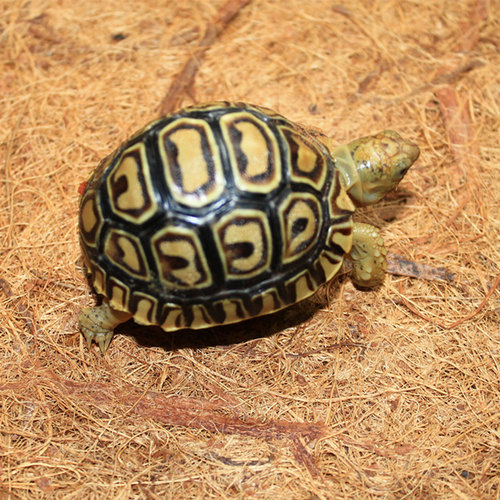 养龟养鱼养心,养龟也养心