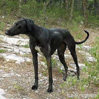 封神榜哮天犬是哪个品种的狗,天狗食月的狗是哮天犬么