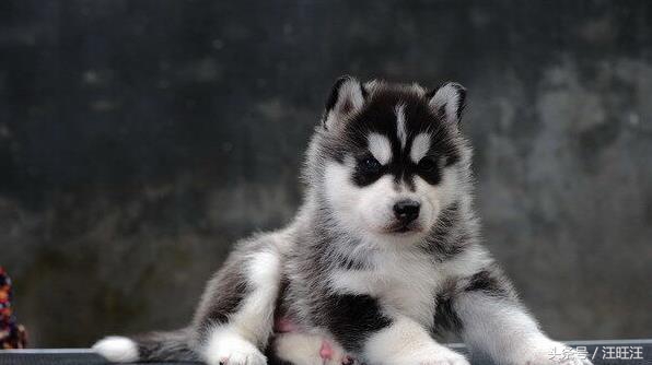 哈士奇护食爆冲,哈士奇小狗训练全套教程