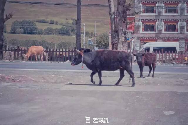 开辆超跑去*藏西**！最后看看几百万的奥迪R8破成啥样了？