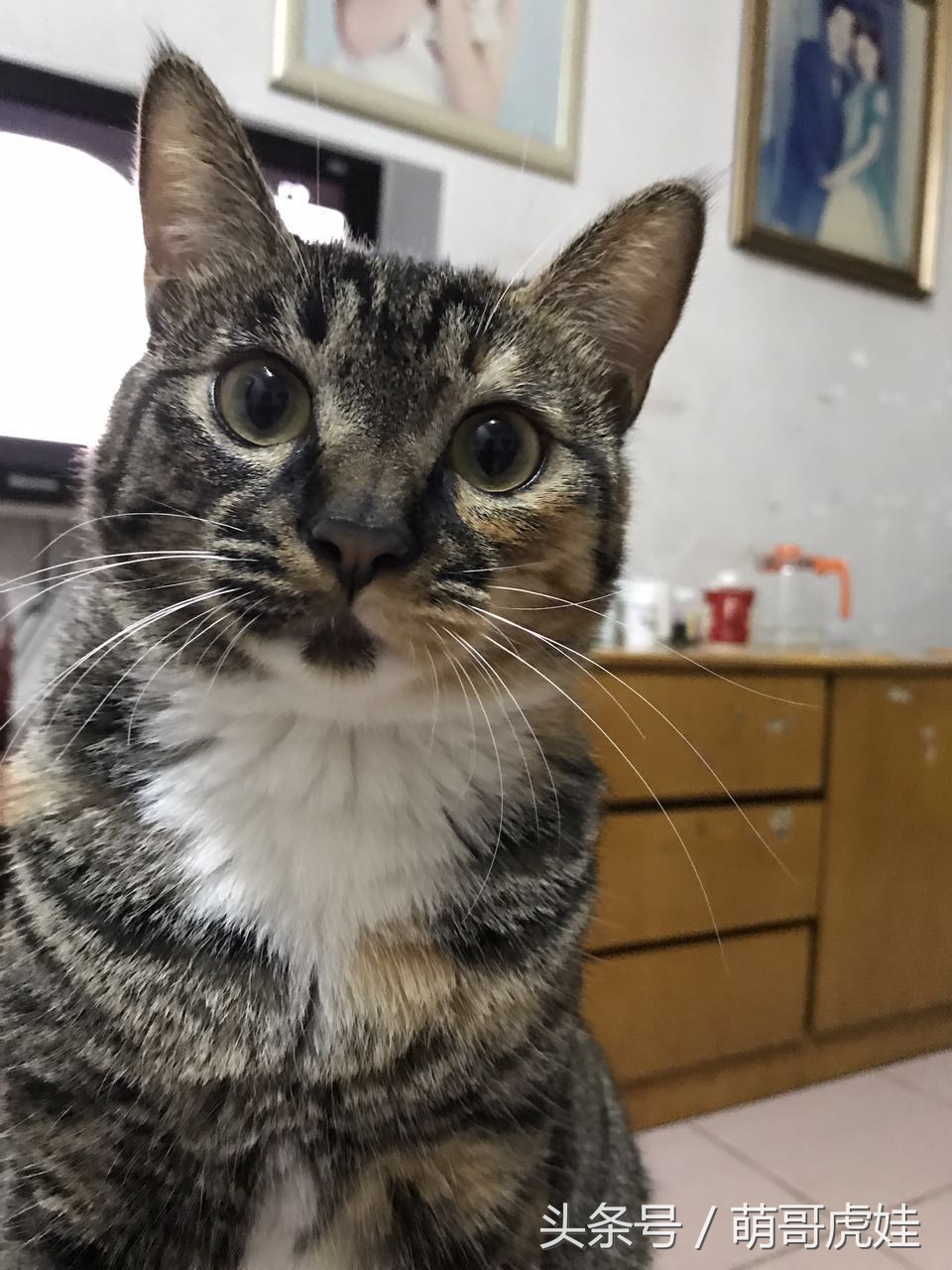 喵星人家养仓鼠,喵星人长得好像小仓鼠