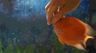 调皮鹦鹉鱼日常,鹦鹉鱼喜欢摸摸头