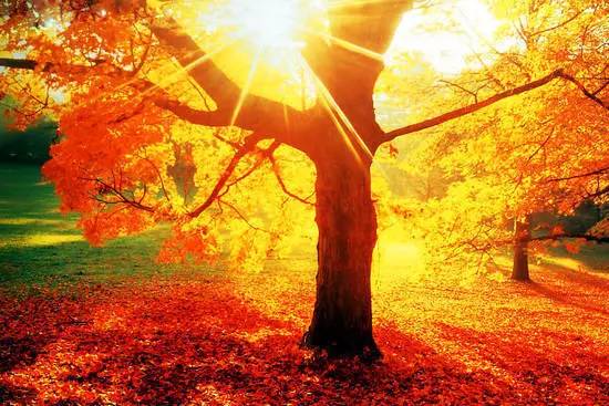 枫叶旅游拍照技巧,春季赏枫叶拍照技巧