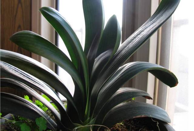 君子兰怎样浇水是正确的,君子兰浇水最简单的方法