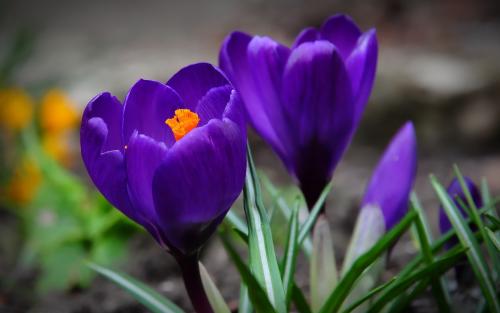 女人的花漂亮又高贵,藏红花被誉为女性之花