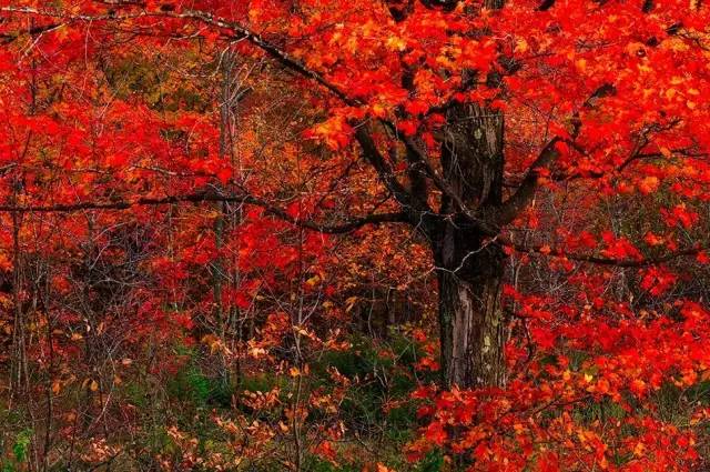 枫叶旅游拍照技巧,春季赏枫叶拍照技巧