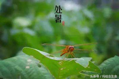 处暑节气养生药膳菜品,处暑节气养生小技巧有哪些