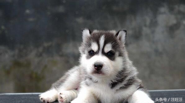 哈士奇护食爆冲,哈士奇小狗训练全套教程