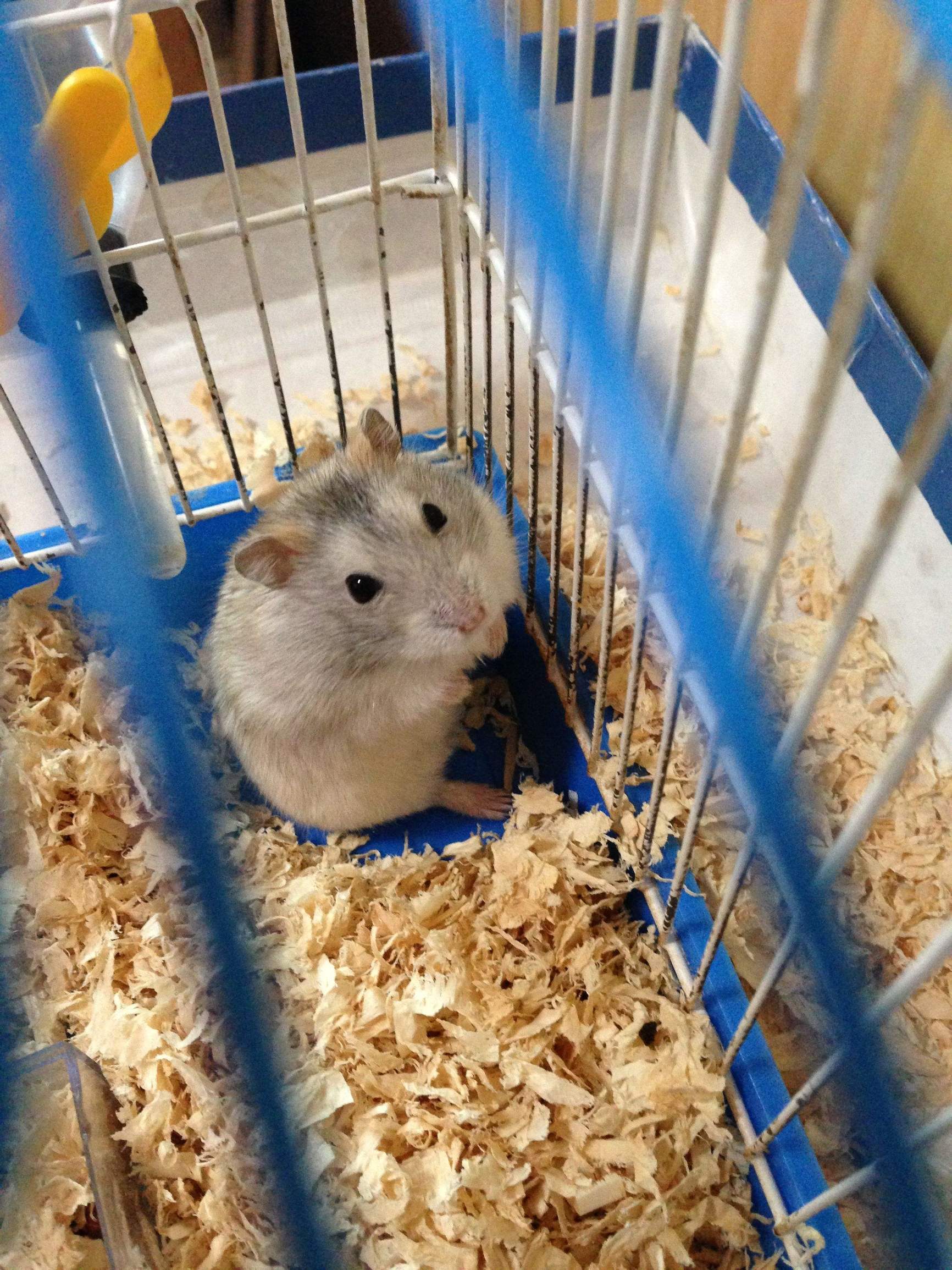 金丝熊仓鼠该怎么喂养,仓鼠生下来要怎么喂养