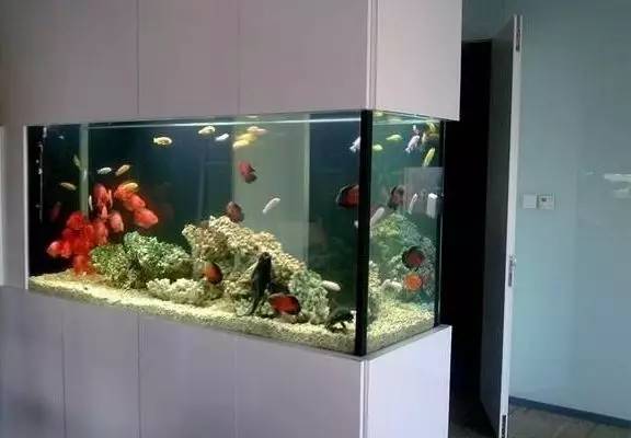 家里摆鱼缸数量有什么讲究,属马属蛇的家里怎么摆鱼缸