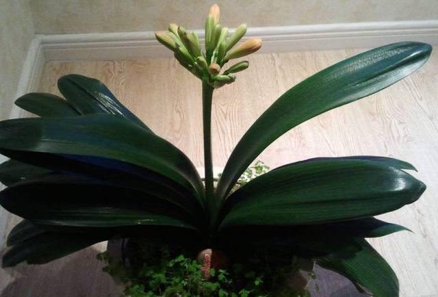 君子兰怎样浇水是正确的,君子兰浇水最简单的方法