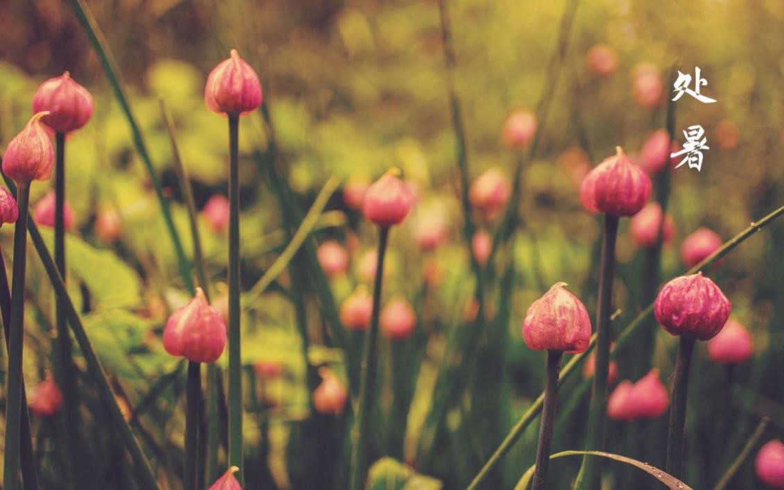 处暑养生知识视频,处暑养生小秘诀