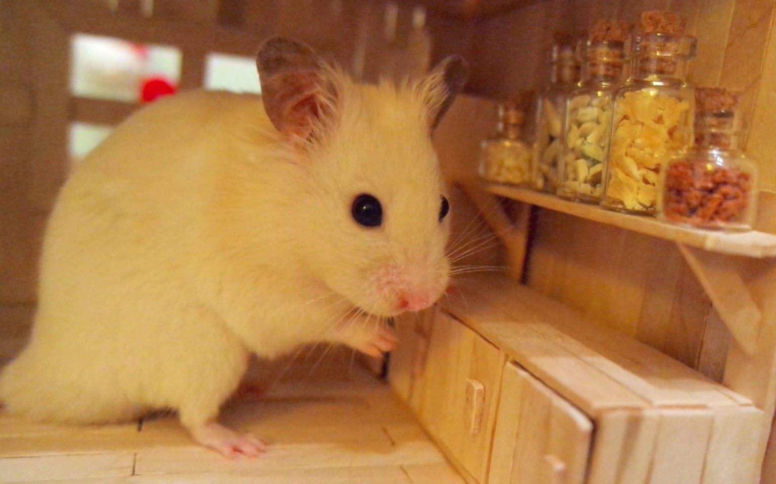 金丝熊仓鼠该怎么喂养,仓鼠生下来要怎么喂养