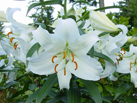 香水百合的水培方法和注意事项,香水百合水培生根吗