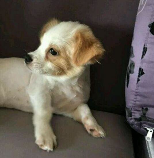 因业主投诉把狗狗栓在树上自生自灭，看不下去，解开狗狗就牵回家