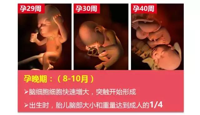 母婴店一般卖什么牌子的dha,母婴店没有中文标签的dha能卖吗