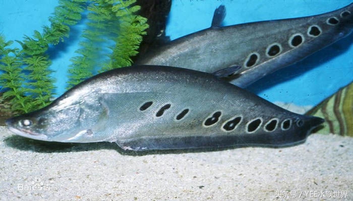 观赏鱼配比表大全,观赏鱼口粮怎么挑选