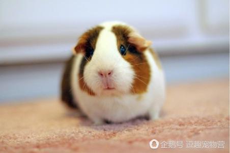 天竺鼠的饲养注意事项,天竺鼠和仓鼠有什么不一样