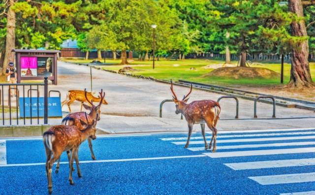 八月份定下的目标,秋季关西旅游攻略