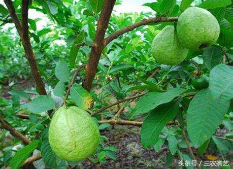 农村无人吃的果子,农村无人能吃的果子