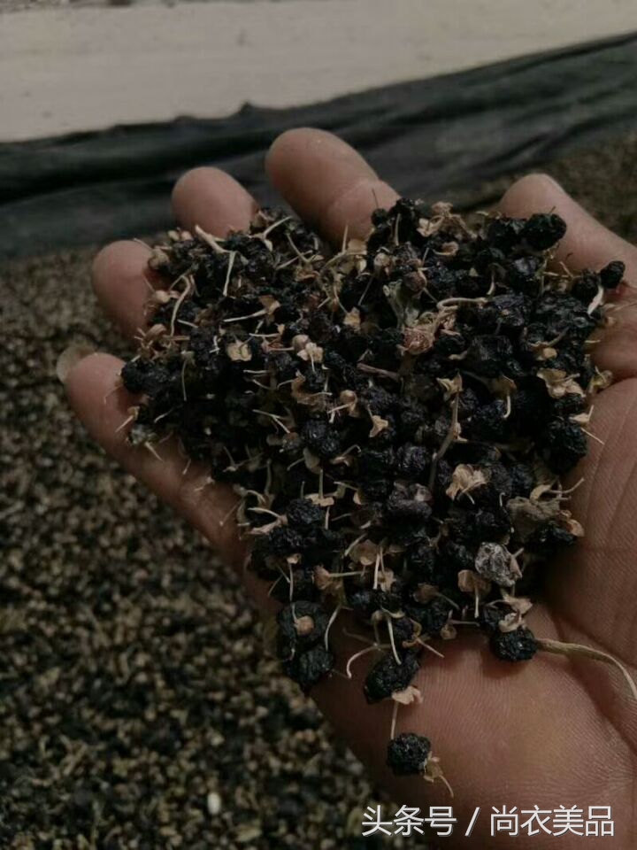 野生黑枸杞和人工种植黑枸杞,野生黑枸杞与种植黑枸杞区别