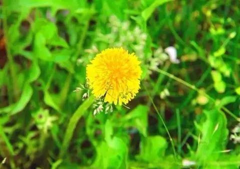 野菜对身体有什么好处,10种野菜的惊人功效
