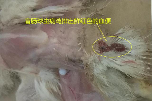 鸡球虫病的特点和治疗,鸡球虫病的发生原因及预防方法