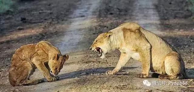 炒股必胜口诀图片高清,叶天炒股必胜口诀