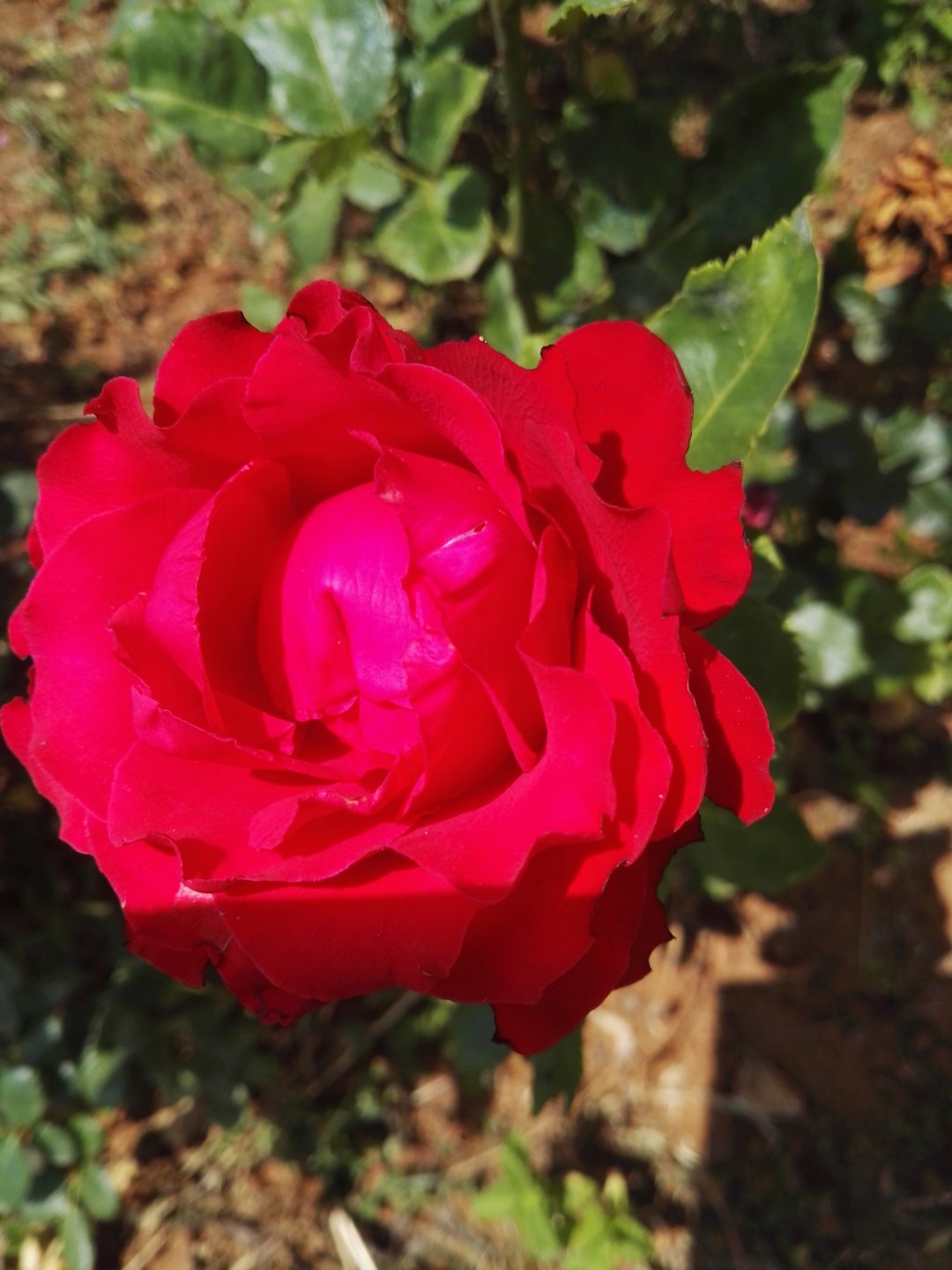 亚洲每个国家的国花是什么,世界各国国花的资料