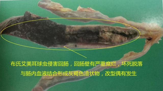 鸡球虫病的特点和治疗,鸡球虫病的发生原因及预防方法