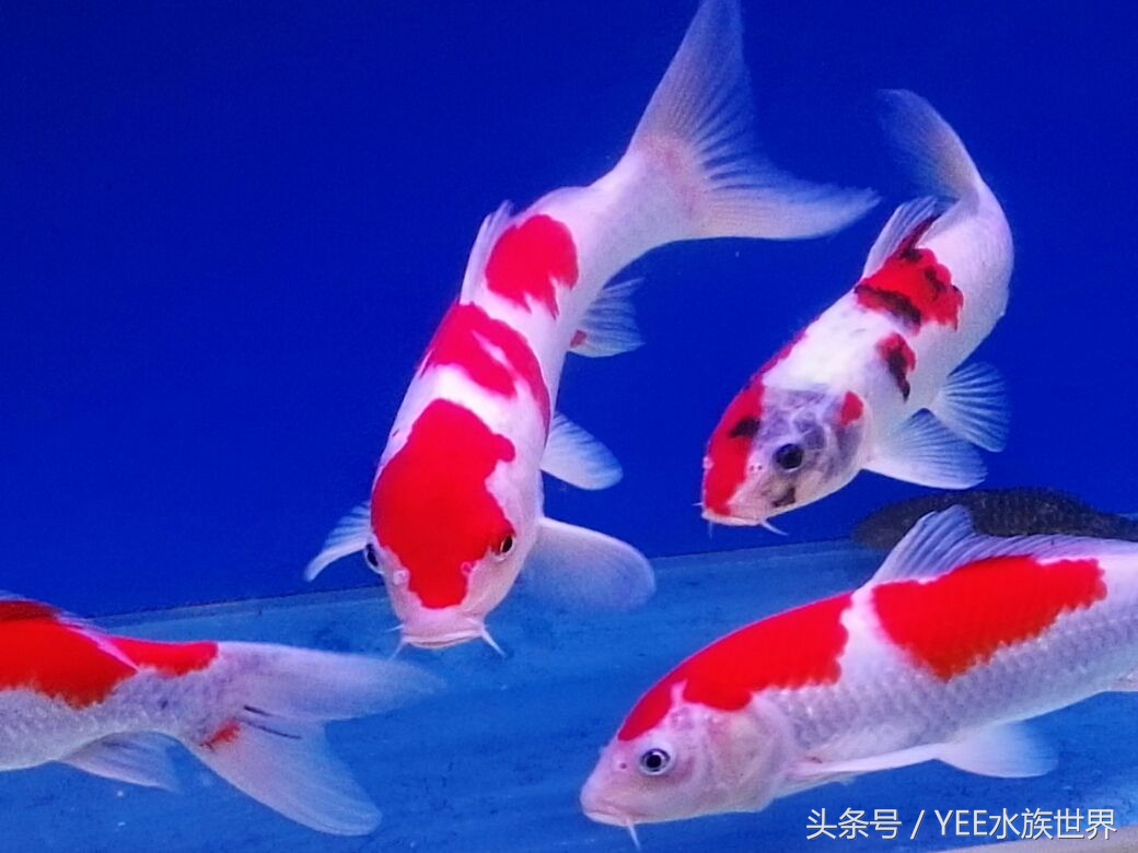 观赏鱼配比表大全,观赏鱼口粮怎么挑选