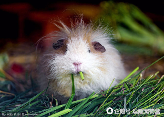 天竺鼠的饲养注意事项,天竺鼠和仓鼠有什么不一样