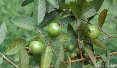 农村无人吃的果子,农村无人能吃的果子