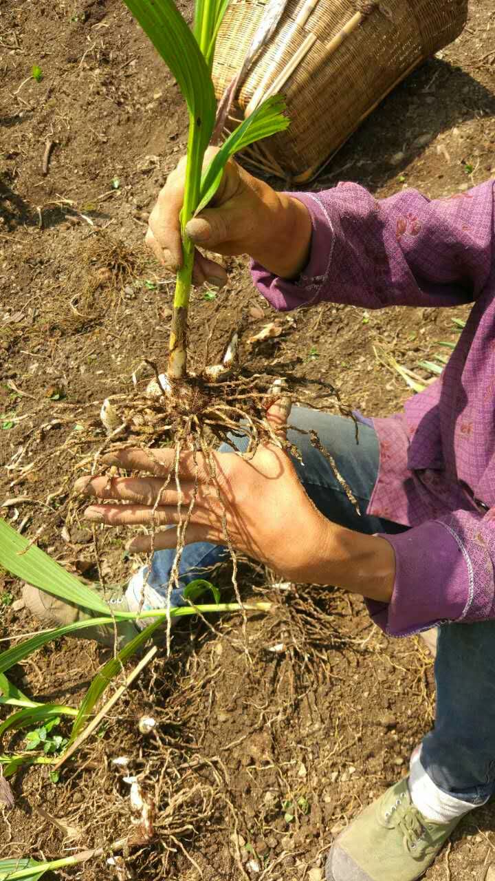 中药白芨明年行情,今年中药白芨市场已饱和了吗