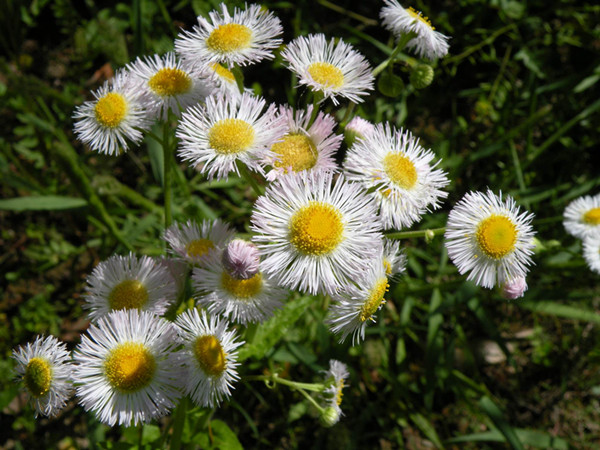 农村常见野草名称及作用,农村常见的野草及功效
