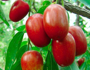 适合在湖南种植的枣子品种有哪些,我国枣树最多的地方