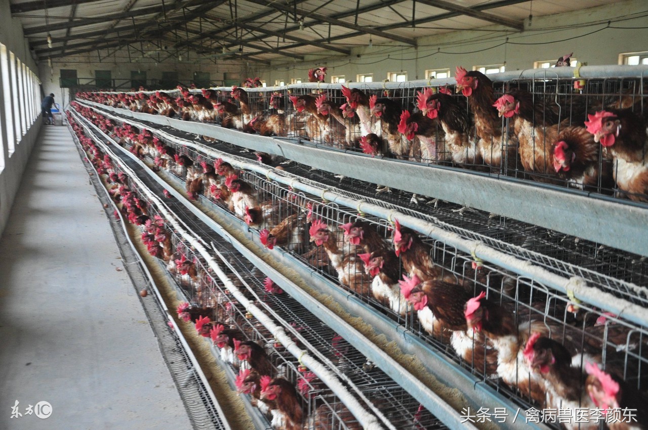 养鸡怎么做到持续产蛋和出栏,养鸡场如何提高产蛋率的方法