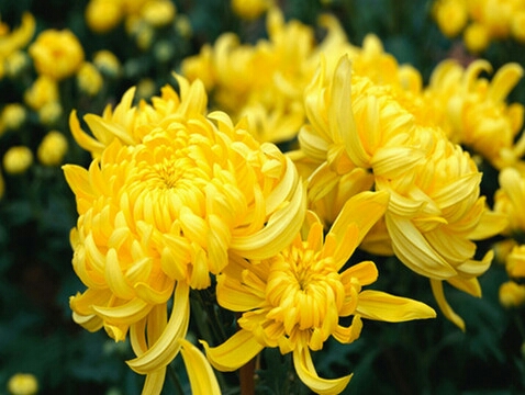 亚洲每个国家的国花是什么,世界各国国花的资料