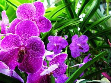 亚洲每个国家的国花是什么,世界各国国花的资料