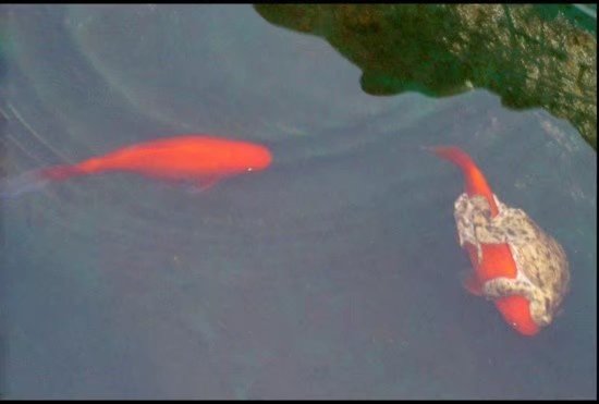 撕膜的正确方法你学会了么,如何撕膜撕得更快