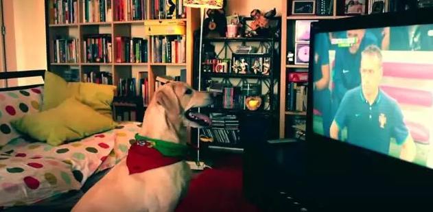 手舞足蹈萌力十足，土耳其宠物狗看球赛的夸张表现让人忍俊不禁