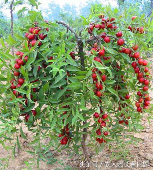 第三代水果与二代区别,第三代水果