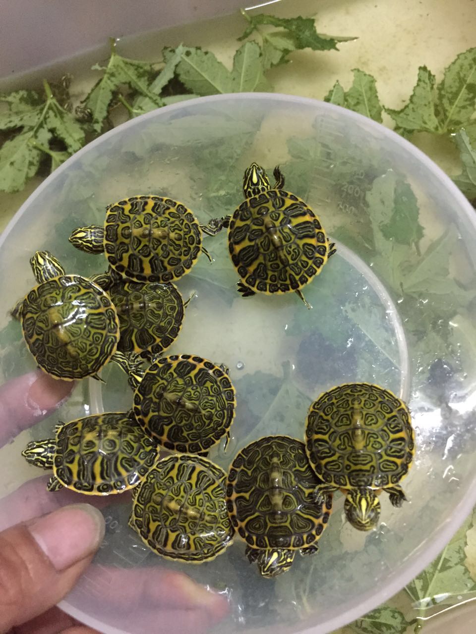 怎样的火焰龟才算精品火焰龟,火焰龟长大了真的能喷火吗