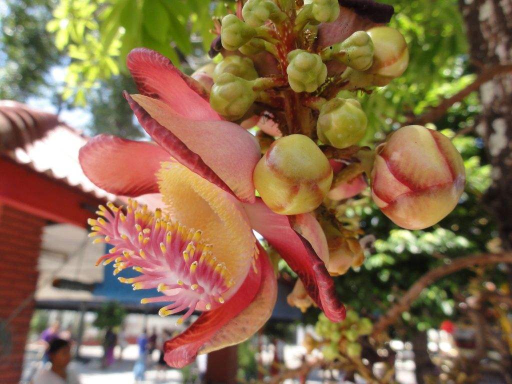 亚洲每个国家的国花是什么,世界各国国花的资料