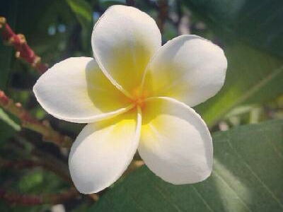 亚洲每个国家的国花是什么,世界各国国花的资料