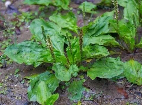 野菜对身体有什么好处,10种野菜的惊人功效
