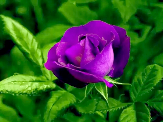 亚洲每个国家的国花是什么,世界各国国花的资料